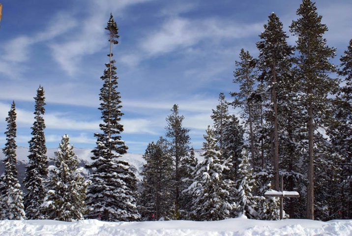 Tree Line