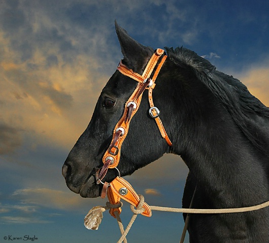 Foo's New Bridle