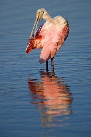 Preening