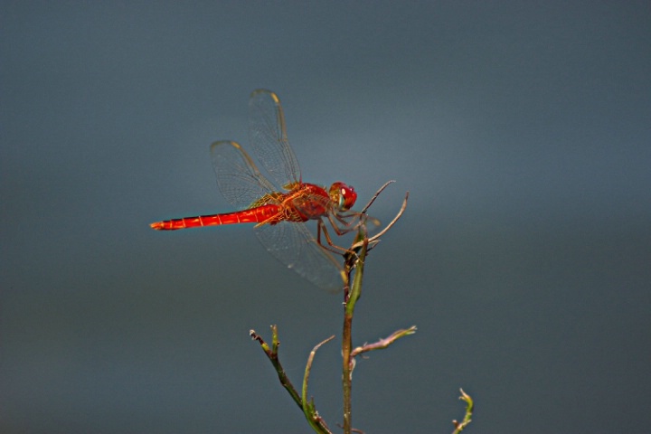 red dragonfly