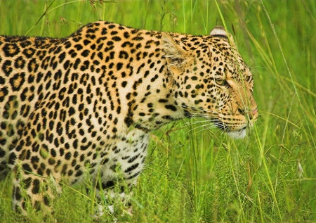 Wild leopard.