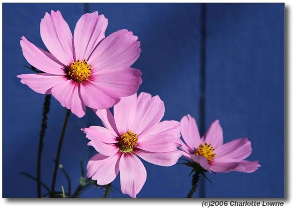 3 Pink Flowers