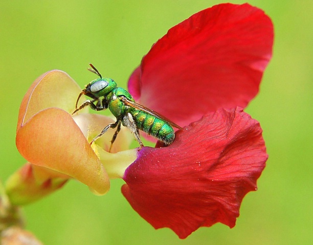 Honeybee - ID: 3199999 © VISHVAJIT JUIKAR