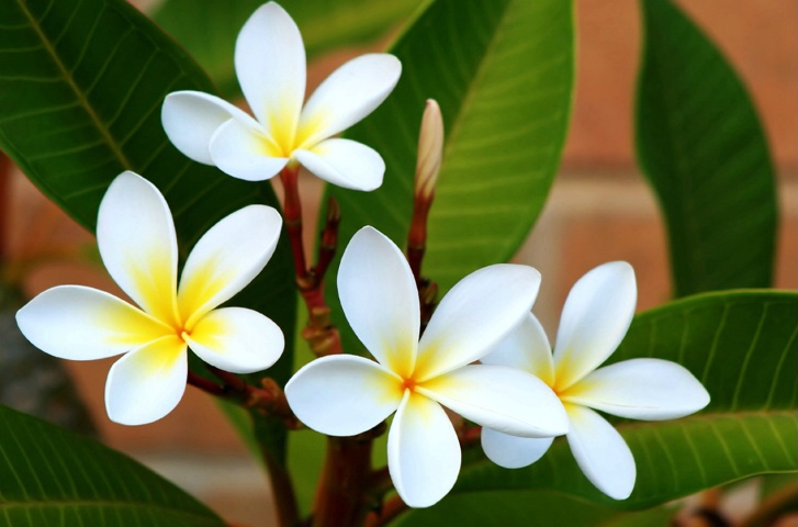 Fragrant Frangipani