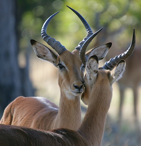 Impala Pair, Botswana