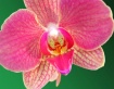 Orchid on green