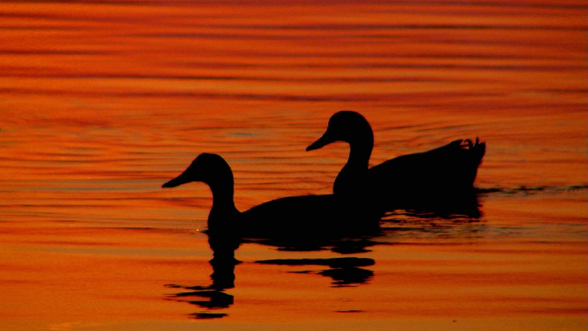 Ducks at Day's End