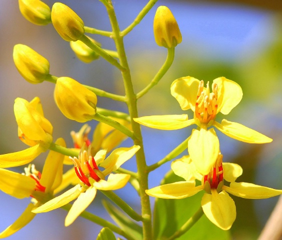 flower and Buds