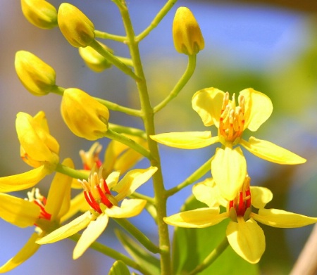 flower and Buds