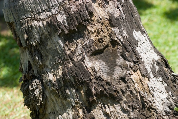 bark