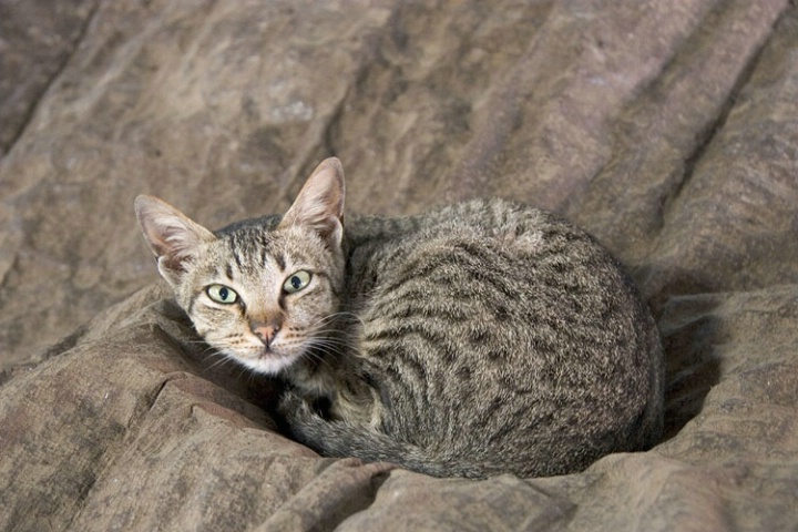 Balinese cat