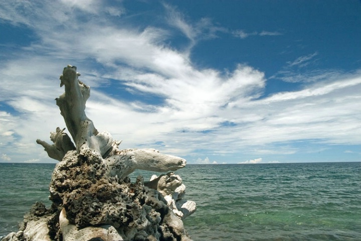 the old root and the sea