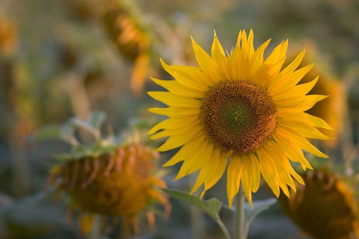 sun flowers