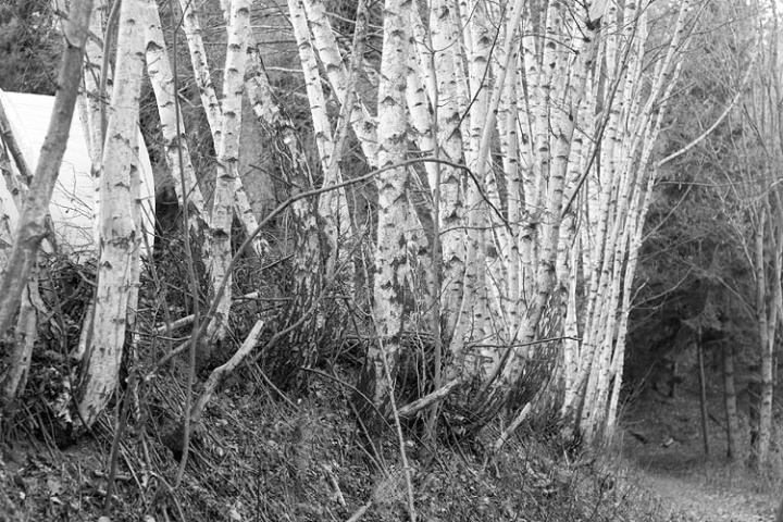 a lot of birch