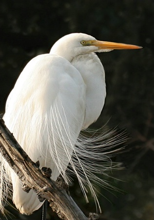 Feathers in the Breeze