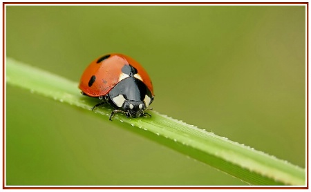 Ladybug