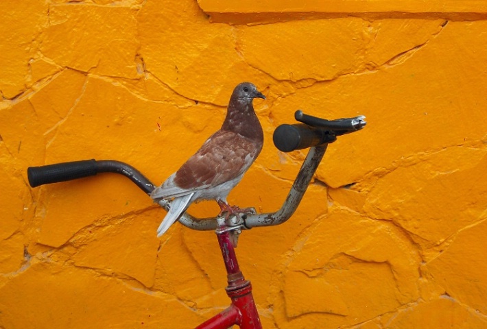 Bird On A Bike
