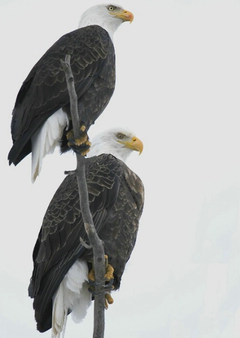 The American Eagle 