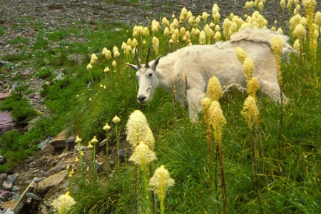 Mountain Goat In Beargrass