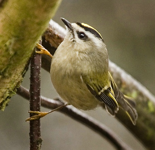 Golden Crowned Kinglet - ID: 3206369 © John Tubbs