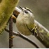 2Golden Crowned Kinglet - ID: 3206369 © John Tubbs