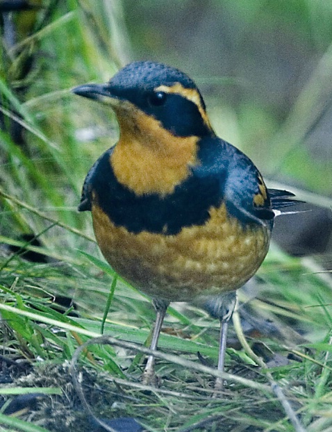 Varied Thrush - ID: 3206371 © John Tubbs