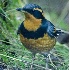 2Varied Thrush - ID: 3206371 © John Tubbs