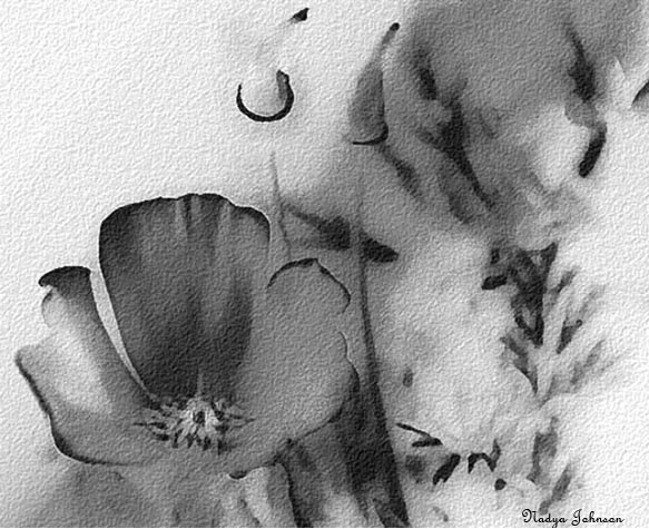 Poppies in Black and White