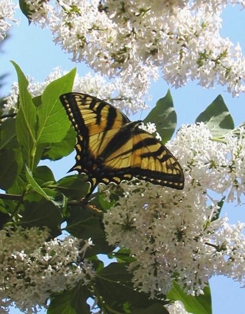 Tiger Swallowtail Butterfly on Lilacs