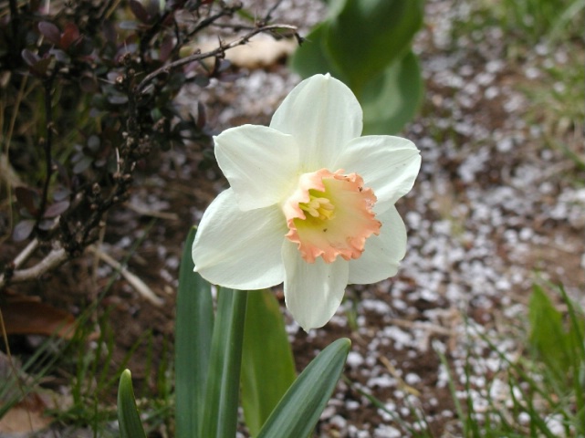 Daffodil - my flower Garden