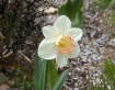 Daffodil - my flo...