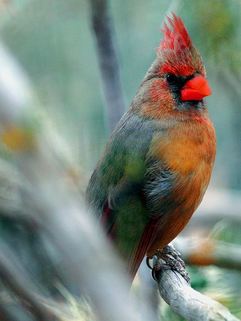 Tucson Cardinal