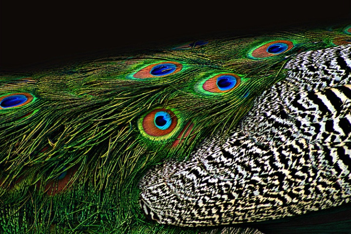 Plume Of A Peacock
