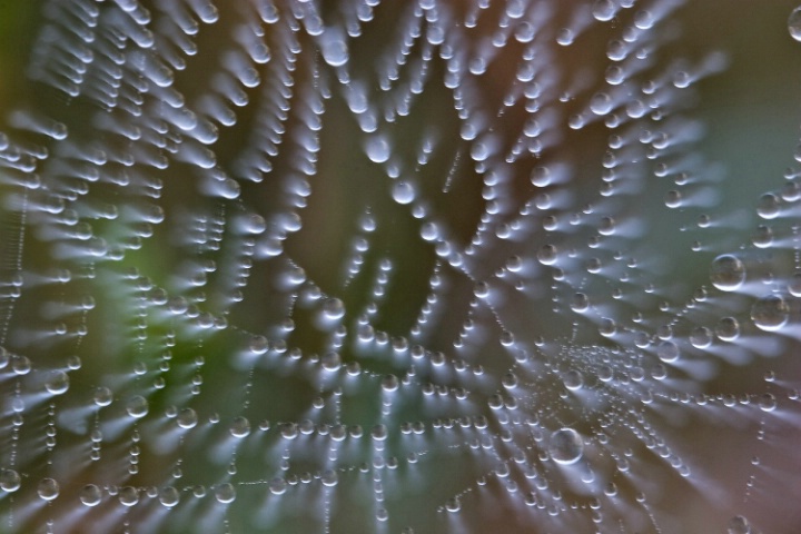 Spider Web & dew drops