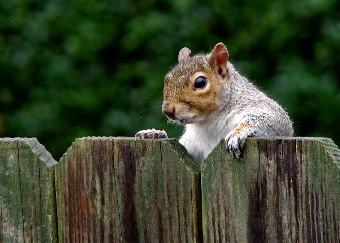 Somebody Moved The Birdseed Again....