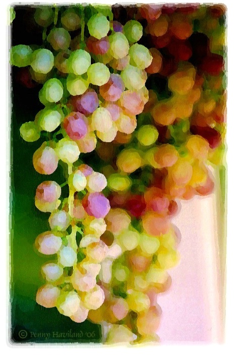 Washington Grape Vine