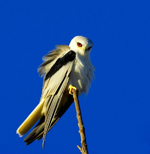 Kite on a stick