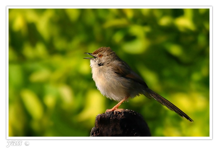 joofaer sparrow