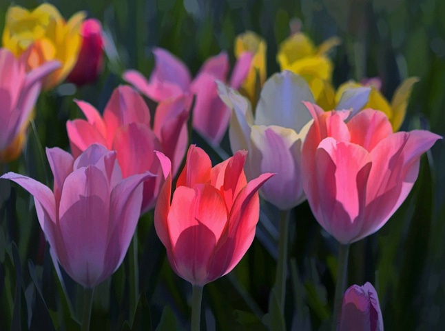 Spring Tulip Colors