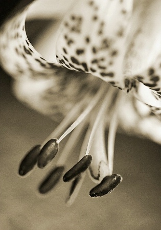 Rainier Tiger Lily