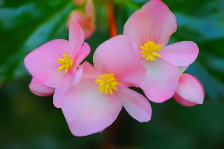 begonias pink