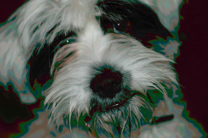 sprockett with aura