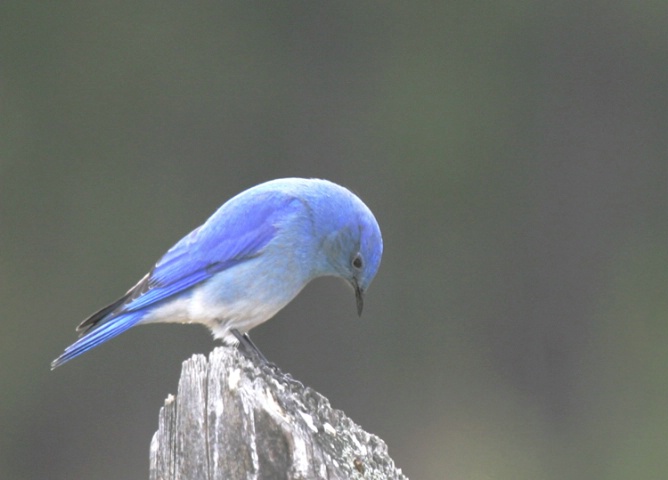 Rky. Mtn. Blue Bird