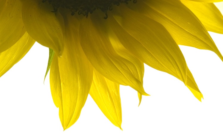 Artsy Sunflower