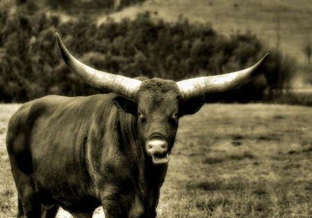 Watusi