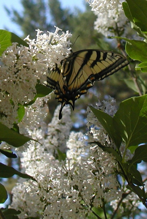 Tiger Swallowtail