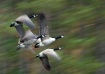 Geese in Flight