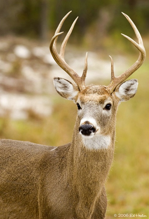 Proud Whitetail