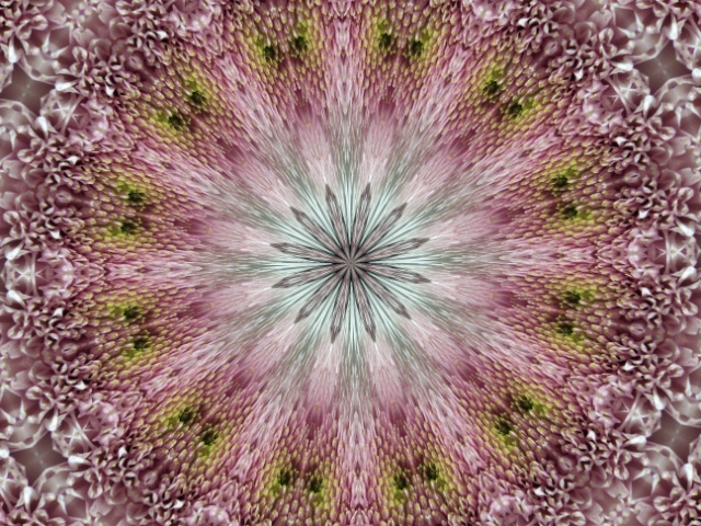 kaleidoscope mum