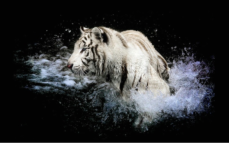 White tiger in the watter